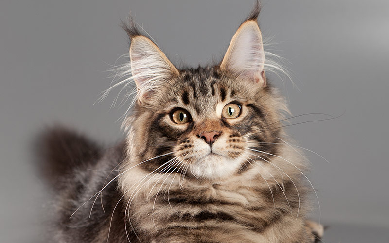 Exposition de Maine Coons