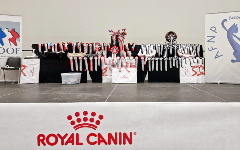 Récompenses à l’exposition féline de Valenciennes 2021 Récompenses à l'exposition féline de Valenciennes 2021