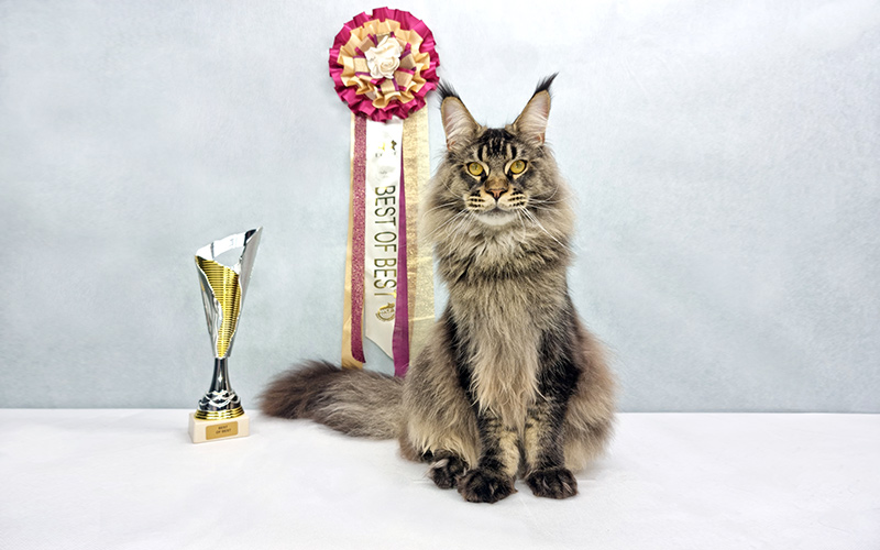 Nikomacoon's Remington primé à l'exposition féline de Douai 2021