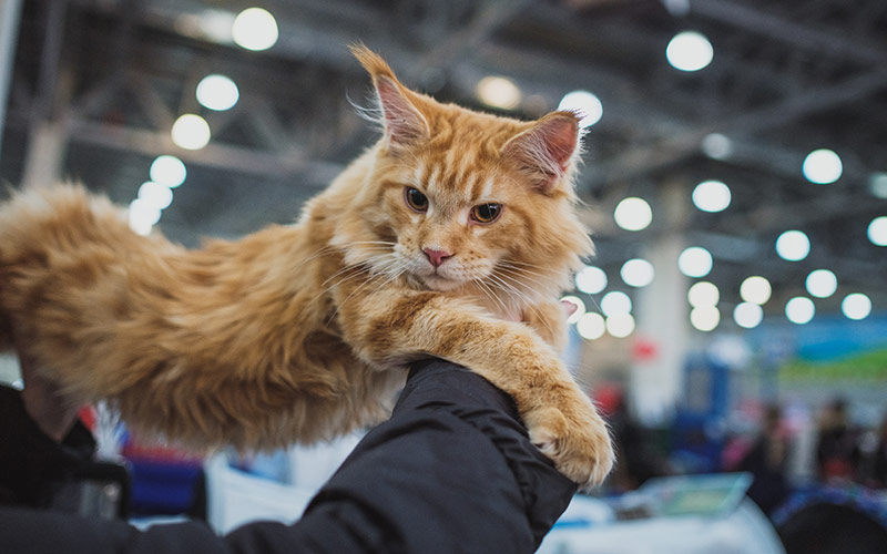 Maine coon à une exposition féline