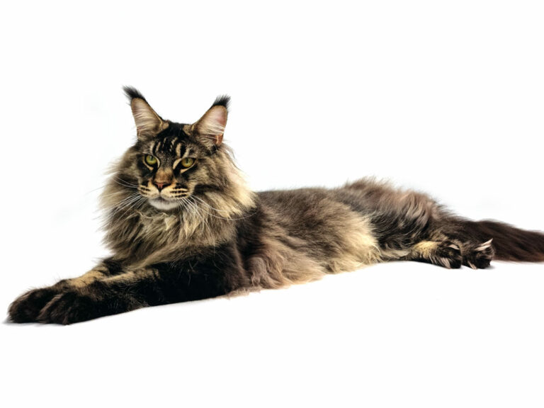 Nikomacoon's Remington - Jeune Maine Coon brown ticked tabby mâle - Nikomacoon's Cattery