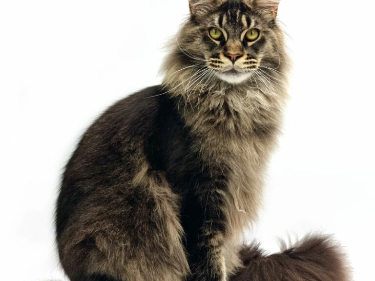 Nikomacoon's Remington - Jeune Maine Coon brown ticked tabby mâle - Nikomacoon's Cattery