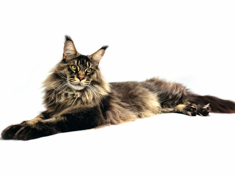 Nikomacoon's Remington - Jeune Maine Coon brown ticked tabby mâle - Nikomacoon's Cattery
