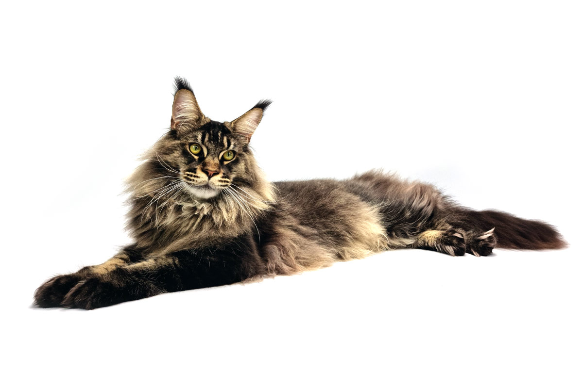 Nikomacoon's Remington - Jeune Maine Coon brown ticked tabby mâle - Nikomacoon's Cattery