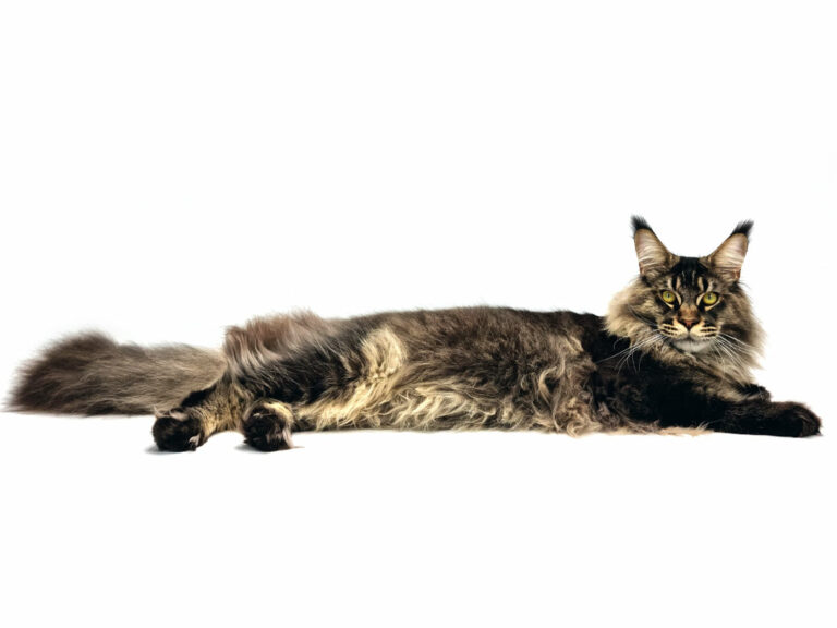 Nikomacoon's Remington - Jeune Maine Coon brown ticked tabby mâle - Nikomacoon's Cattery