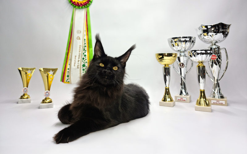 Excellent bilan à l'exposition féline de Saint-Avold