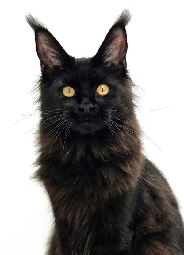 Nikomacoon's Scarlett - Jeune Maine Coon black femelle - Nikomacoon's Cattery