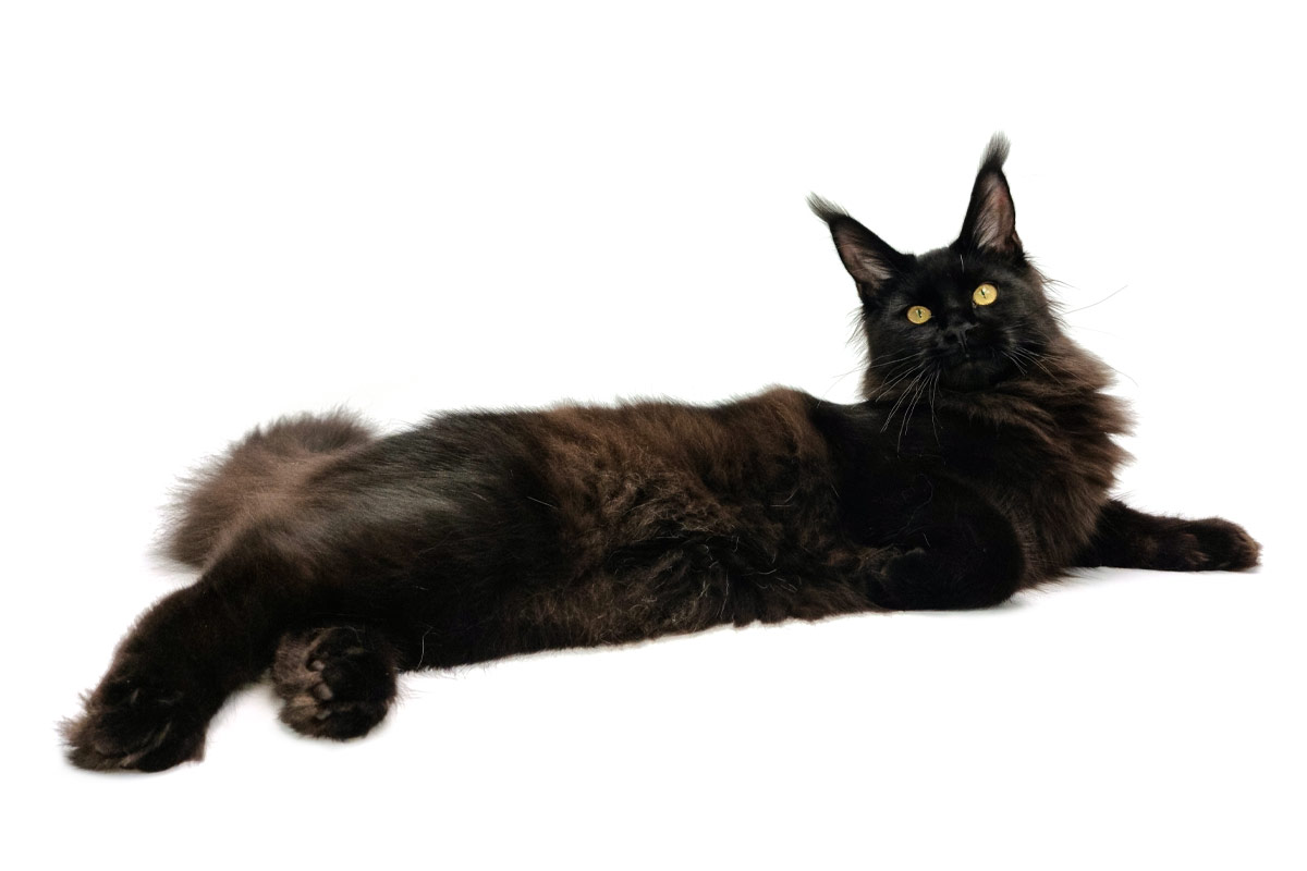 Nikomacoon's Scarlett - Jeune Maine Coon black femelle - Nikomacoon's Cattery