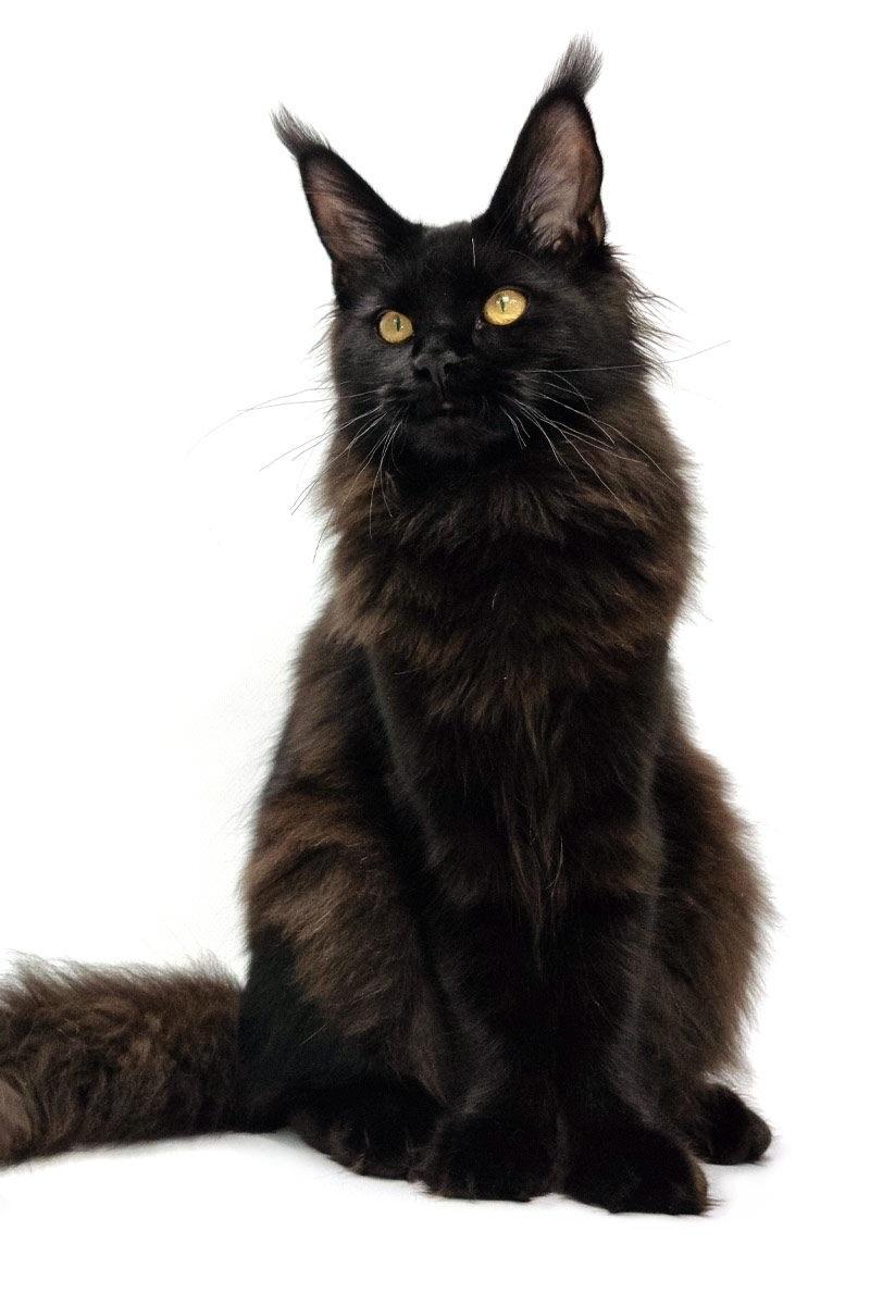Vos chats, en vrai - Page 2 Scarlett-chaton-maine-coon-femelle-black-nikomacoons-cattery-10