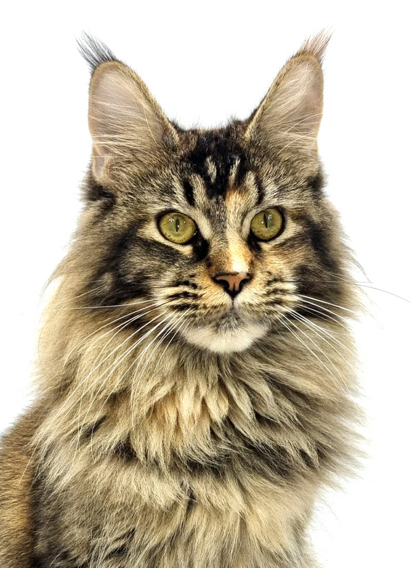 Unicum Blaye - Maine Coon black tortie ticked femelle - Nikomacoon's Cattery
