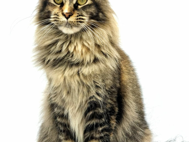 Unicum Blaye - Maine Coon black tortie ticked femelle - Nikomacoon's Cattery