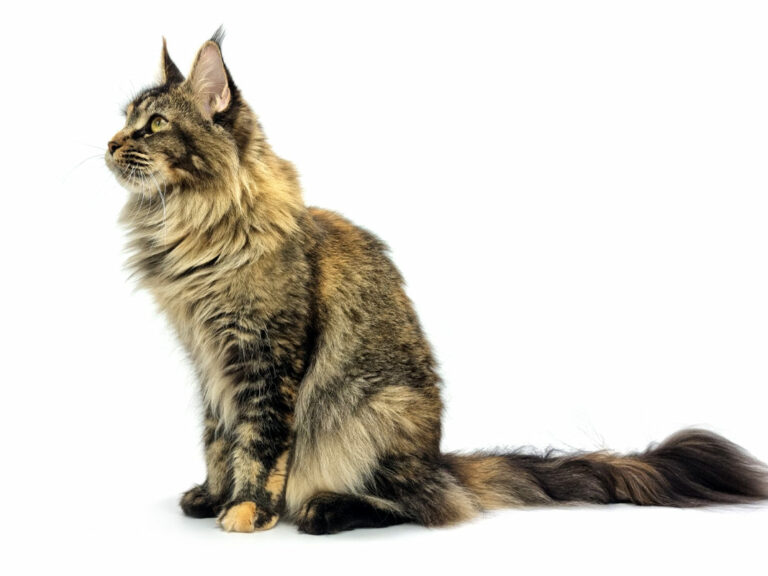 Unicum Blaye - Maine Coon black tortie ticked femelle - Nikomacoon's Cattery