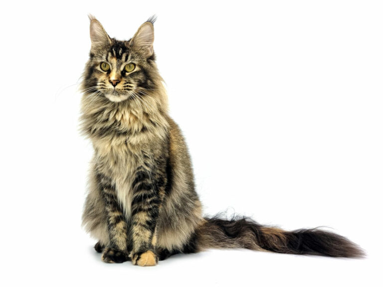 Unicum Blaye - Maine Coon black tortie ticked femelle - Nikomacoon's Cattery