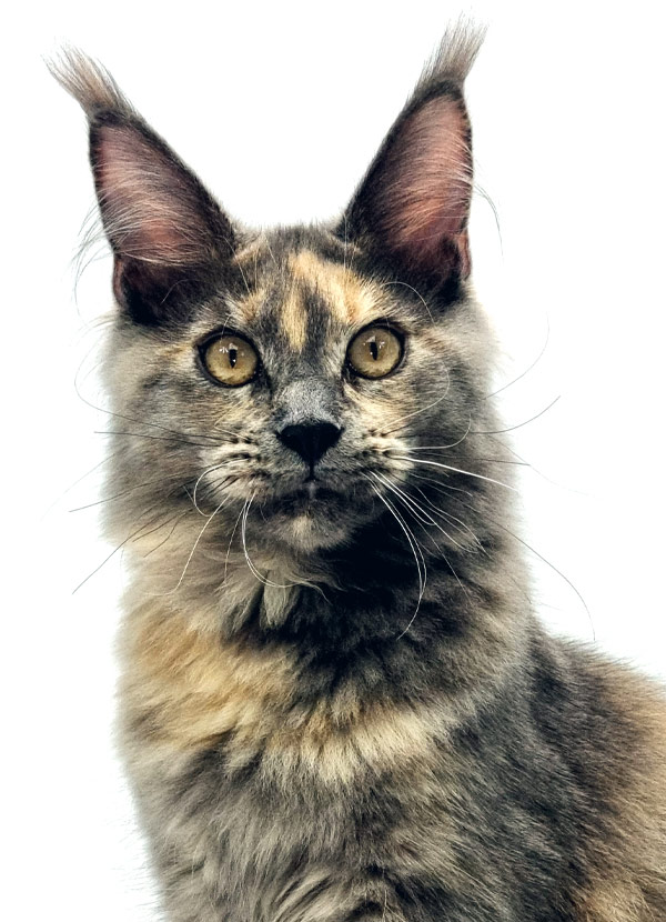 Nikomacoon's Smoothie - Jeune Maine Coon bleu tortie femelle - Nikomacoon's Cattery