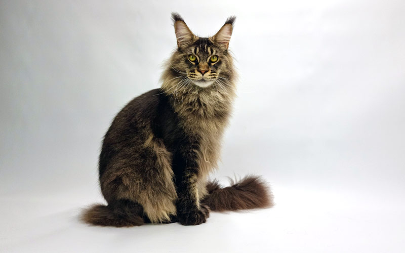 Nikomacoon's Remington - Maine Coon brown ticked tabby mâle - Nikomacoon's Cattery