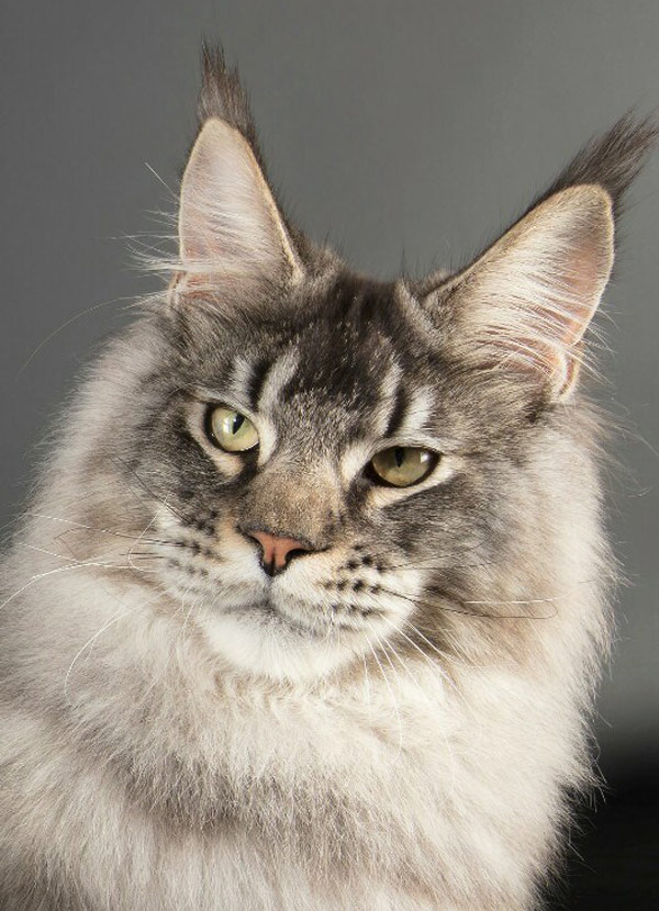 Mainelynx Big Boss - Maine Coon black silver ticked tabby mâle - Nikomacoon's Cattery