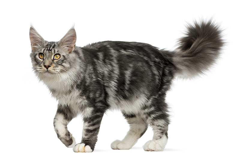 Maine Coon black silver tabby