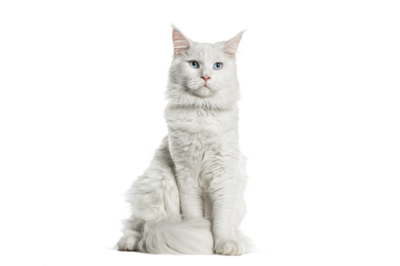 Maine Coon blanc