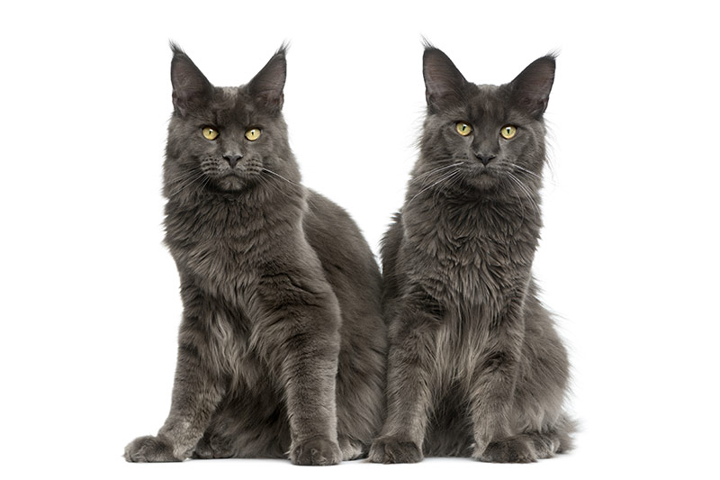 Maine Coon bleu solide