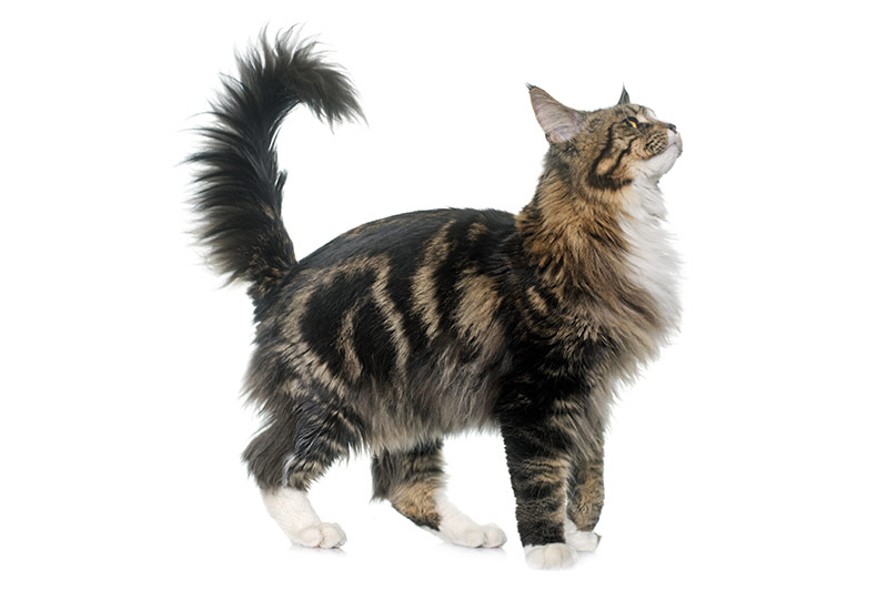 Maine Coon brown tabby et blanc