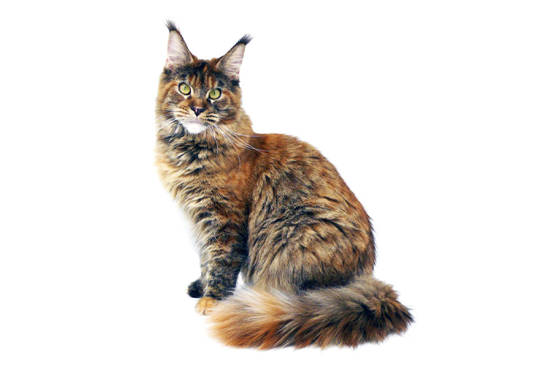 Maine Coon brown tortie blotched