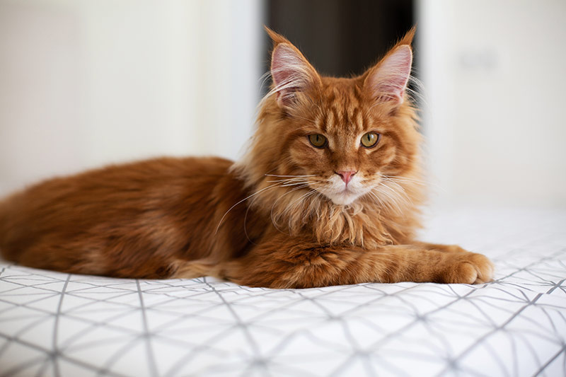 Maine Coon roux