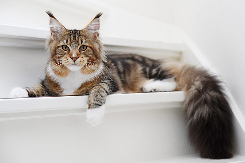 Maine Coon tabby