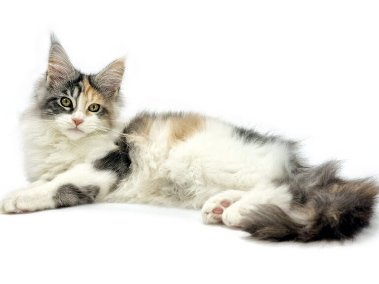 Salsa du Cocoon des Étangs - Jeune Maine Coon black tortie silver blotched tabby et blanc femelle - Nikomacoon's Cattery