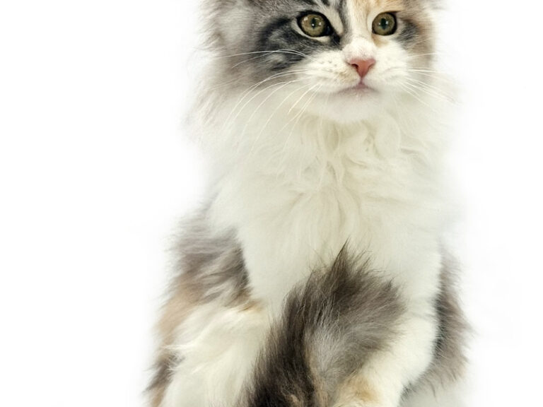 Salsa du Cocoon des Étangs - Jeune Maine Coon black tortie silver blotched tabby et blanc femelle - Nikomacoon's Cattery