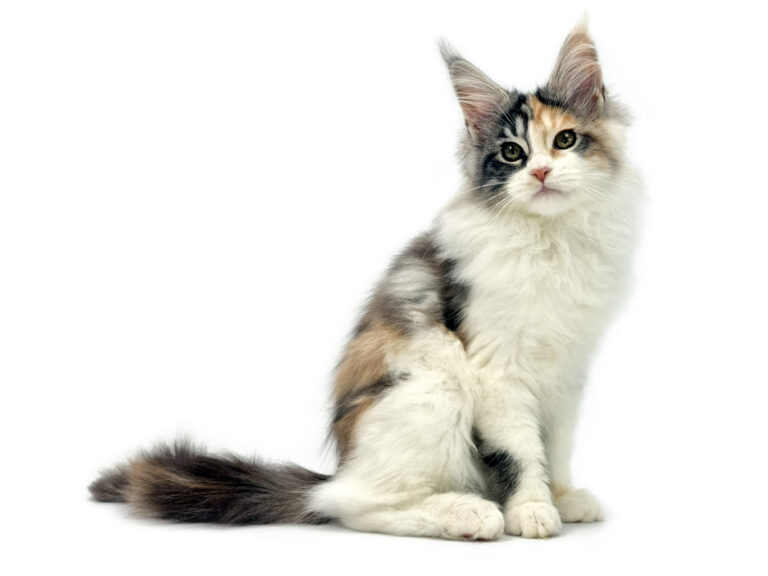 Salsa du Cocoon des Étangs - Jeune Maine Coon black tortie silver blotched tabby et blanc femelle - Nikomacoon's Cattery