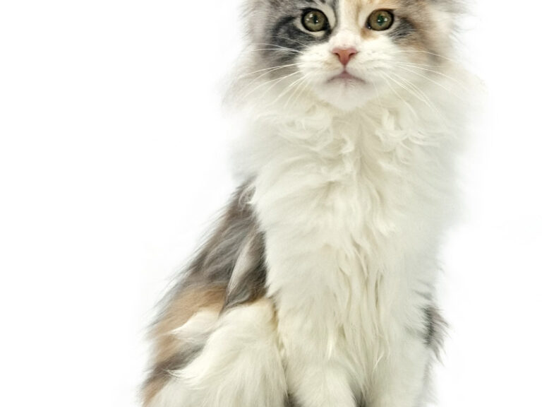Salsa du Cocoon des Étangs - Jeune Maine Coon black tortie silver blotched tabby et blanc femelle - Nikomacoon's Cattery