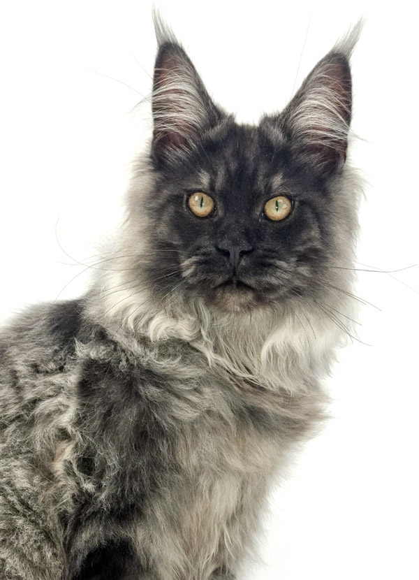 Shaggy Du Cocoon Des Etangs Maine Coon Black Smoke Male Nikomacoon S Cattery