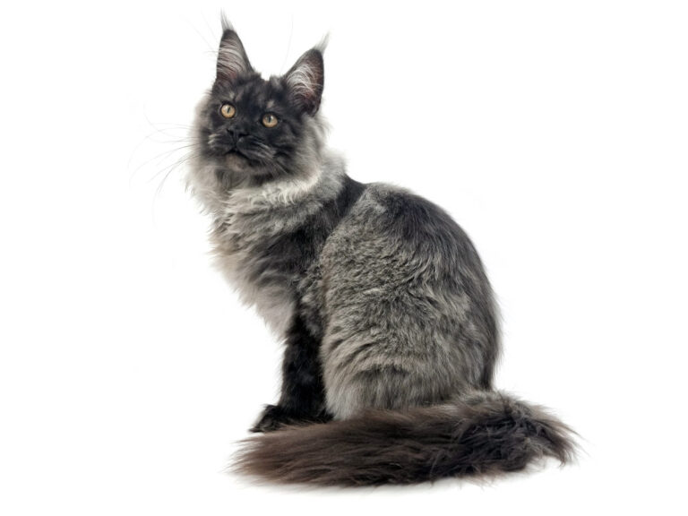 Shaggy du Cocoon des Étangs - Jeune Maine Coon black smoke mâle - Nikomacoon's Cattery