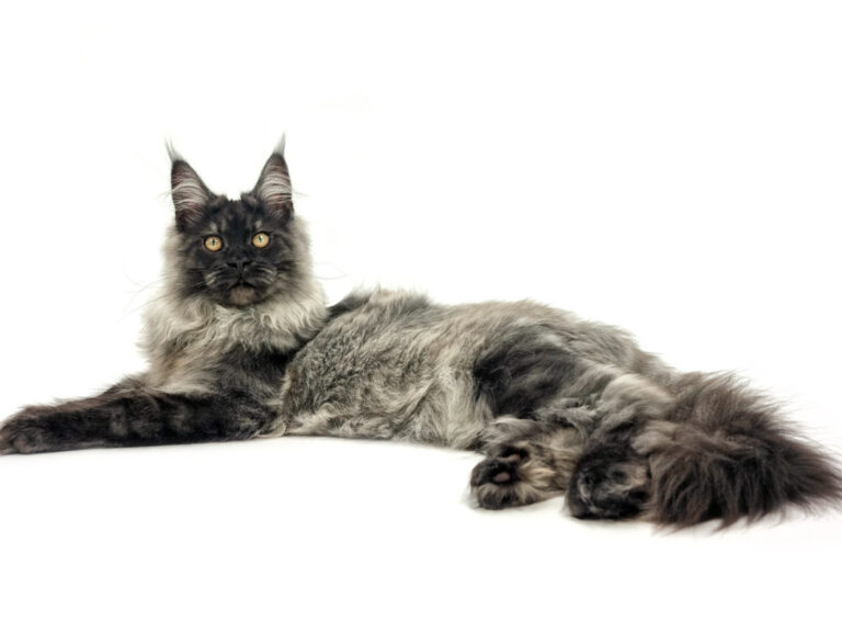 Shaggy du Cocoon des Étangs - Jeune Maine Coon black smoke mâle - Nikomacoon's Cattery