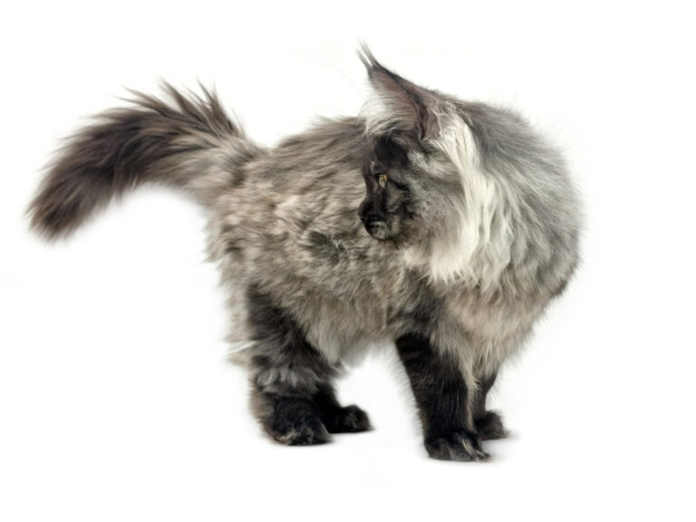 Shaggy du Cocoon des Étangs - Jeune Maine Coon black smoke mâle - Nikomacoon's Cattery