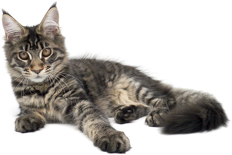 Alimentation pour jeune Maine Coon