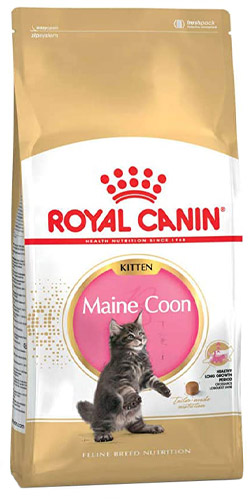 Croquette Maine Coon Royal Canin Kitten