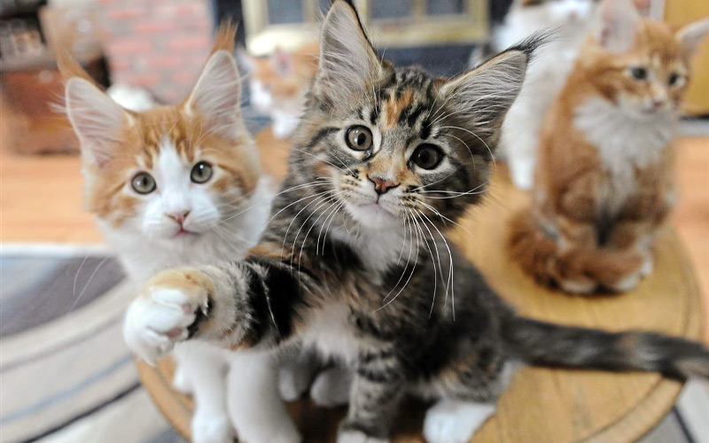 Exposition féline internationale de Revel 2022