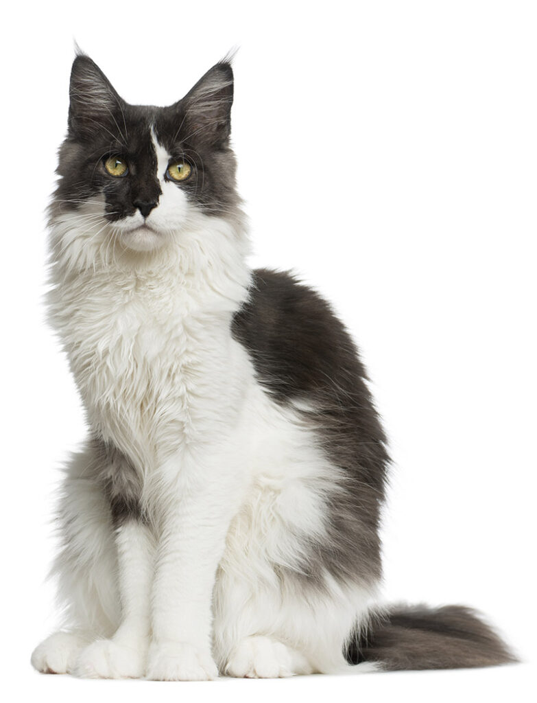 Alimentation du Maine Coon adulte