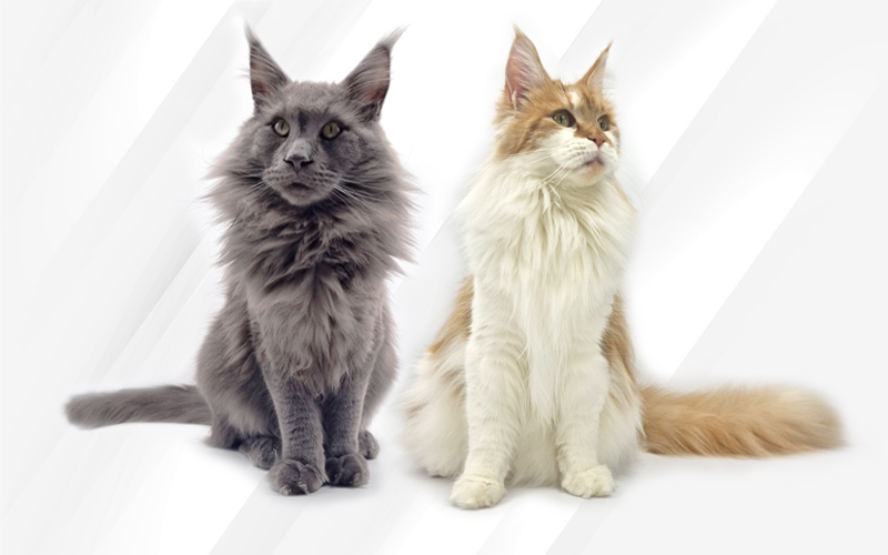 mariage maine coon portee shakespeare