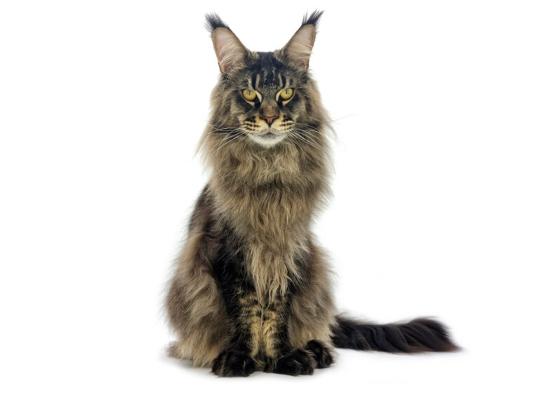Nikomacoon's Remington - Maine Coon brown ticked tabby mâle - Nikomacoon's Cattery