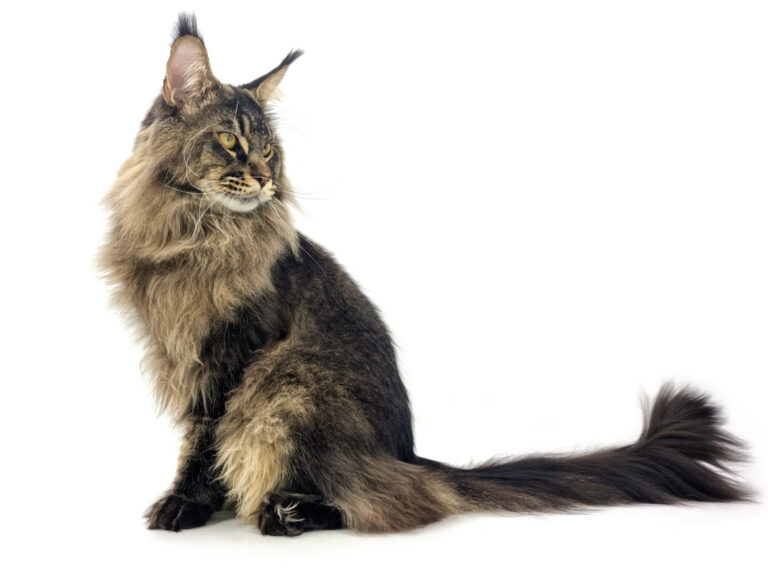 Nikomacoon's Remington - Maine Coon brown ticked tabby mâle - Nikomacoon's Cattery