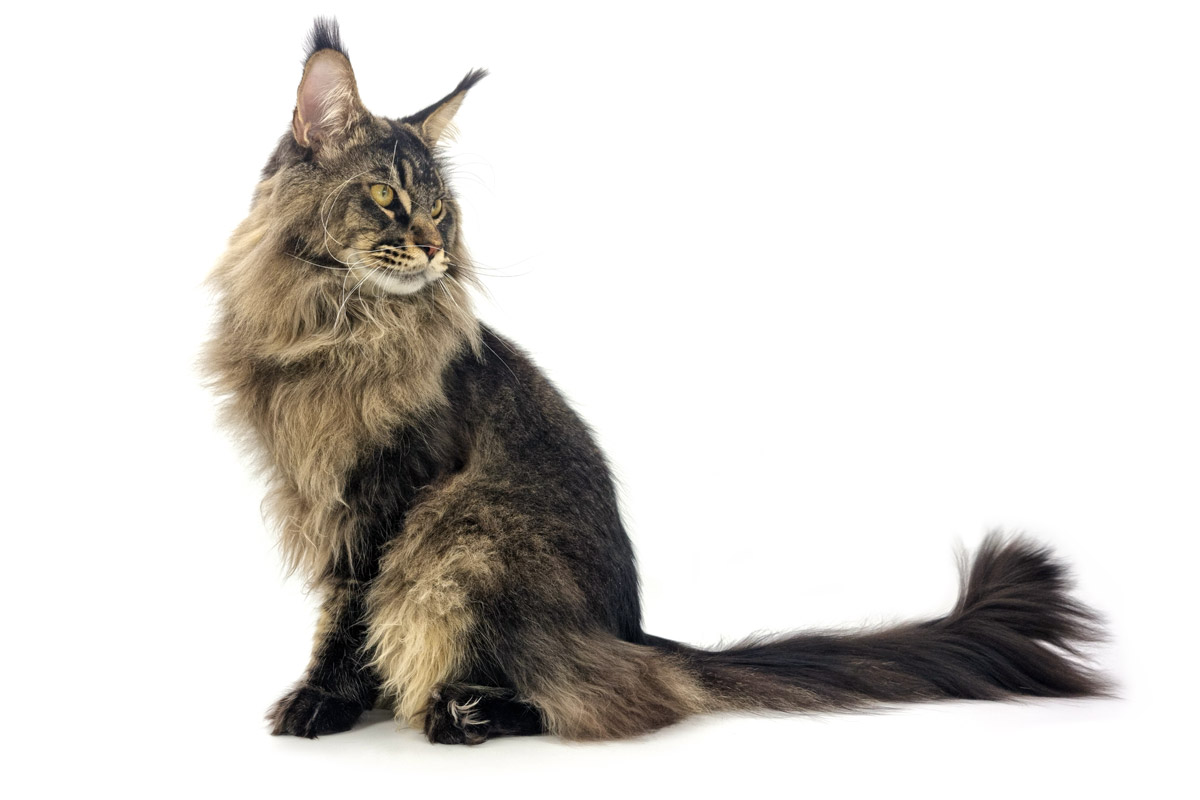 Nikomacoon's Remington - Maine Coon brown ticked tabby mâle - Nikomacoon's Cattery