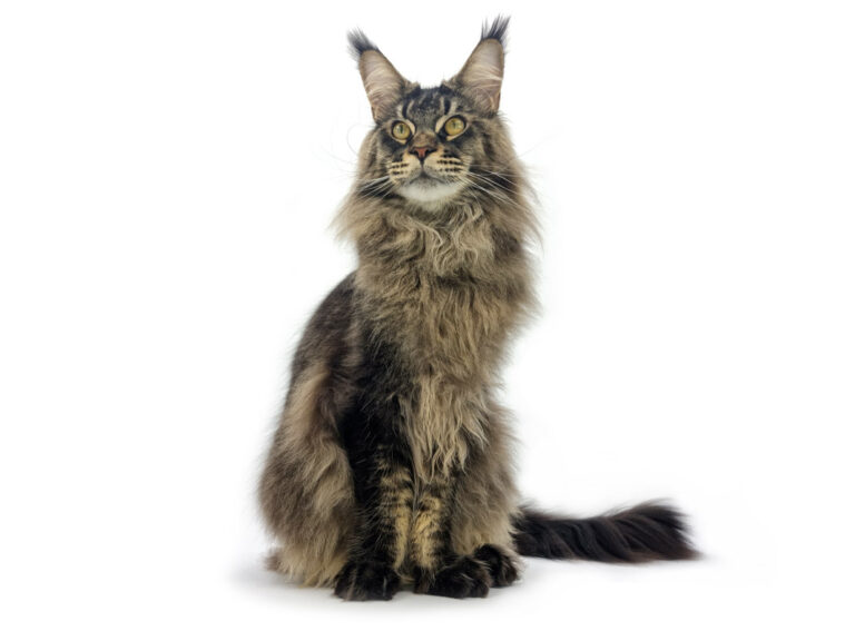 Nikomacoon's Remington - Maine Coon brown ticked tabby mâle - Nikomacoon's Cattery