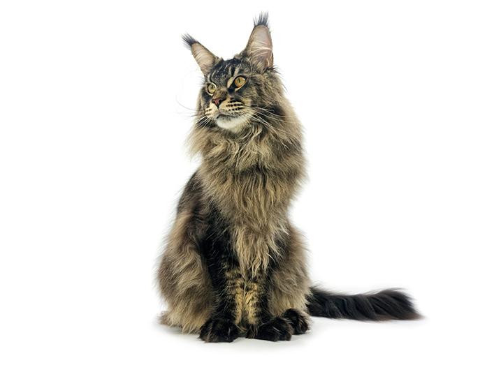 Nikomacoon's Remington - Maine Coon brown ticked tabby mâle - Nikomacoon's Cattery