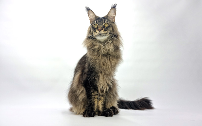 Nikomacoon’s Remington – Maine Coon brown ticked tabby mâle – Nikomacoon’s Cattery Nikomacoon's Remington - Maine Coon brown ticked tabby mâle - Nikomacoon's Cattery