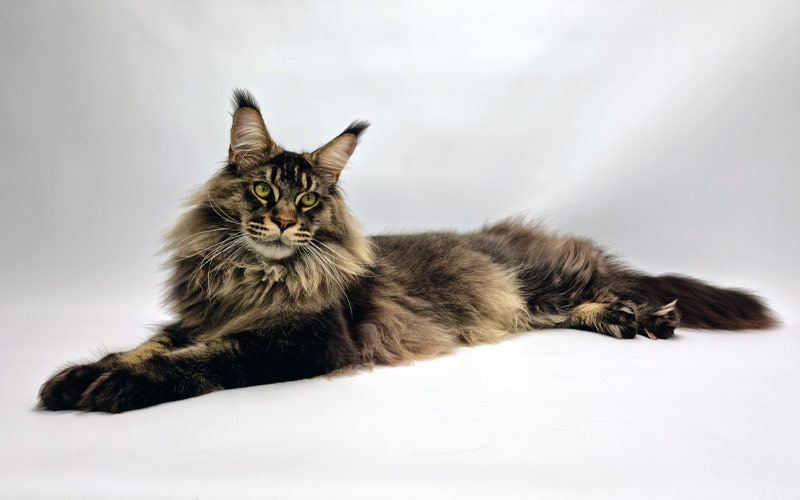 Nikomacoon's Remington - Maine Coon brown ticked tabby mâle - Nikomacoon's Cattery