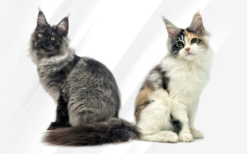 Nouveaux jeunes Maine Coon Shaggy et Salsa  du Cocoon des Étangs Nouveaux jeunes Maine Coon Shaggy et Salsa du Cocoon des Étangs
