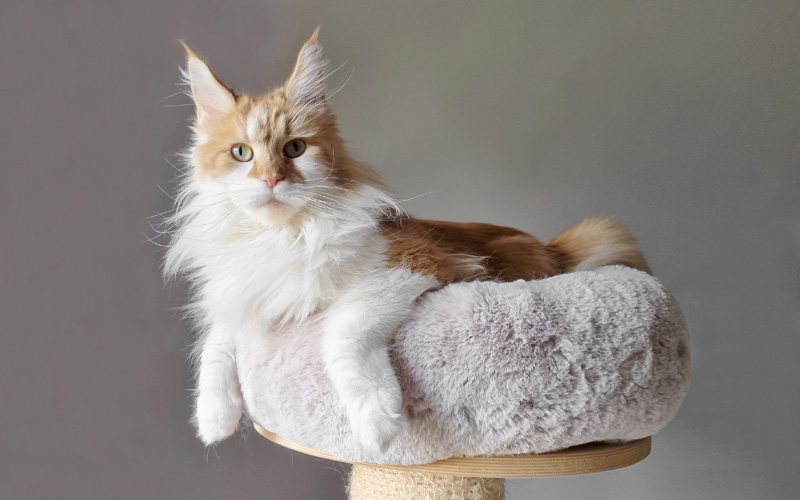 Chatons Maine Coon 2022 – Oda Chatons Maine Coon 2022 - Oda