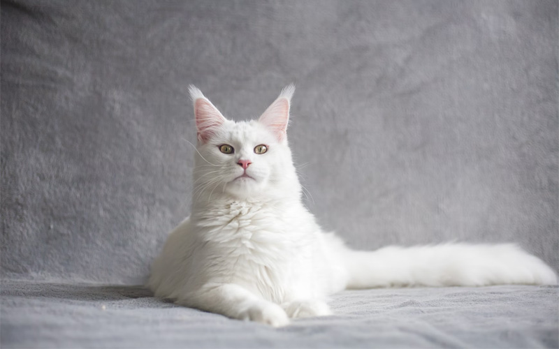 Maine Coon blanc au salon international 2022 de Maubeuge